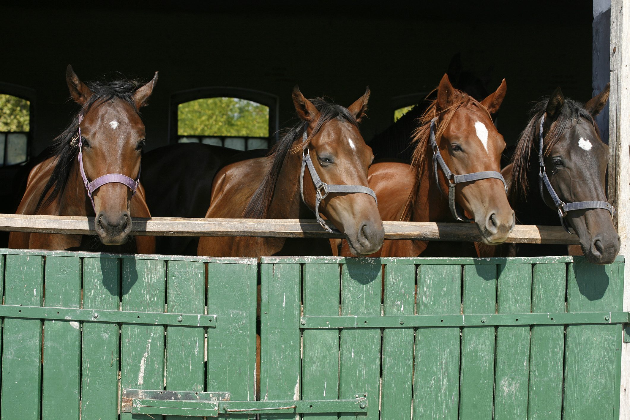 Four horses looking over a green stable door