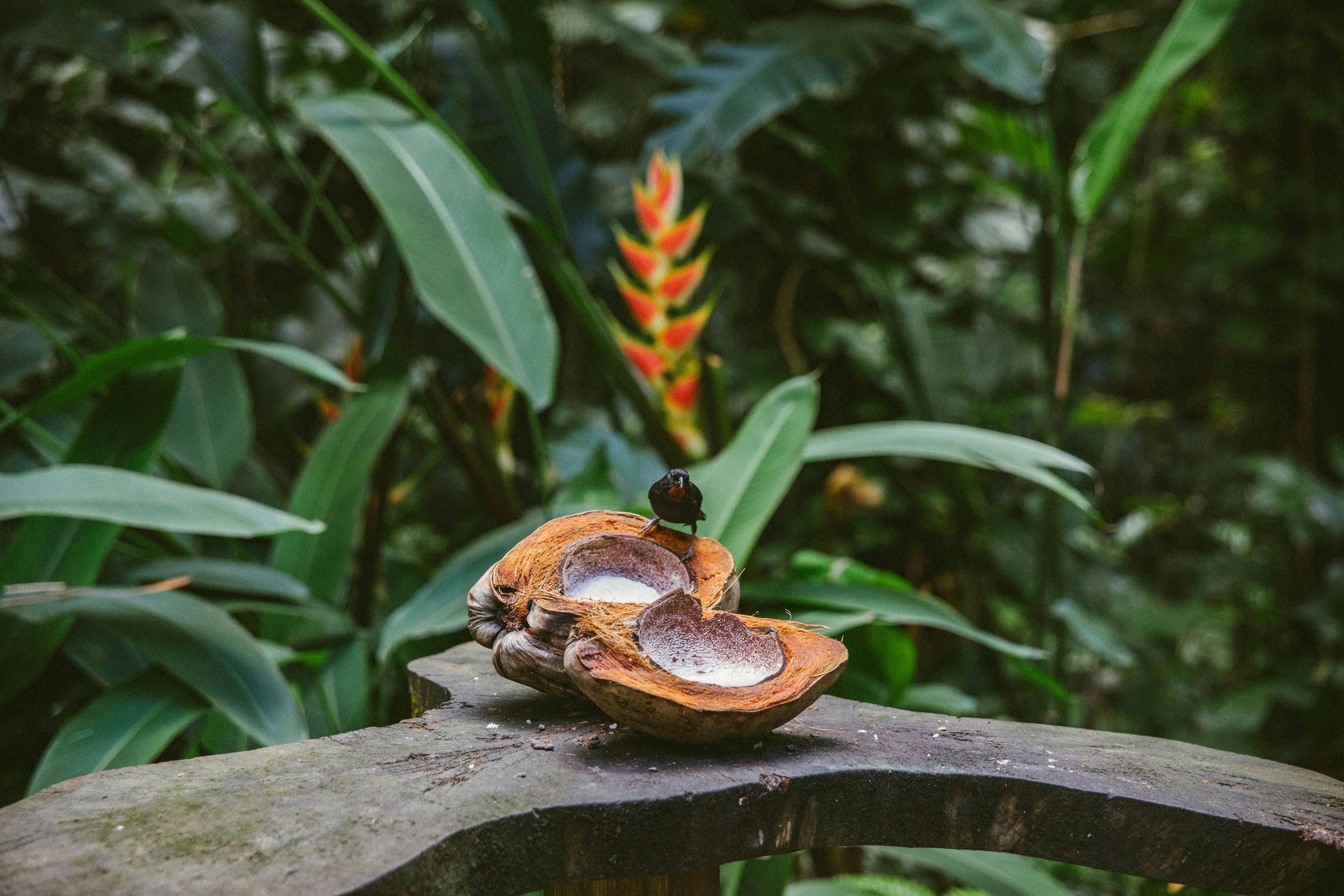 Pure Kauai