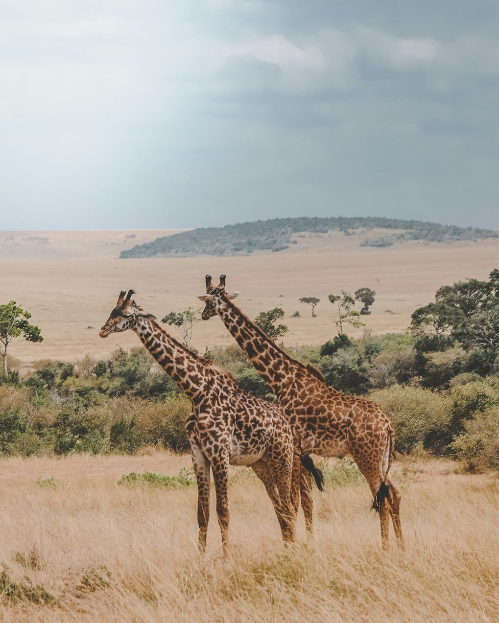 Travel Wild